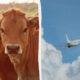 Two cows in a field on the left, and a white passenger plane taking off on the right against a blue sky.