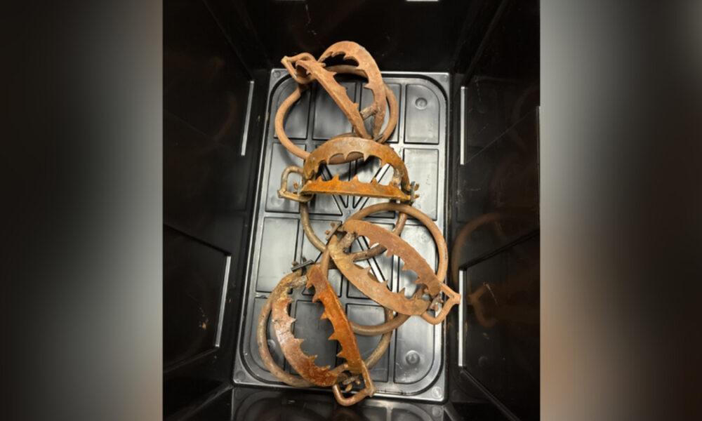 Rusty circular animal traps with jagged teeth laid in a black storage tub.