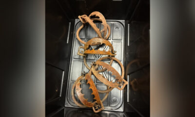 Rusty circular animal traps with jagged teeth laid in a black storage tub.