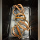 Rusty circular animal traps with jagged teeth laid in a black storage tub.