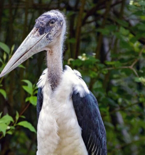 Close-up of a shoebill stork in a leafy garden, showing its enormous pale bill and dark-winged body.