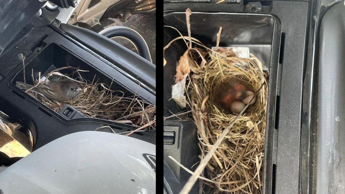 Bird nest with eggs inside a vehicle storage compartment, with twigs and straw visible.