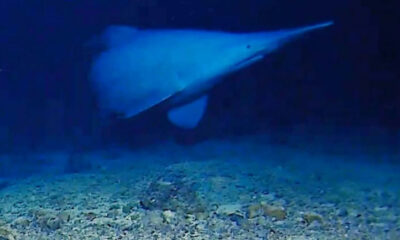 Manta ray gliding above a rocky sea floor in blue water.
