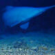 Manta ray gliding above a rocky sea floor in blue water.