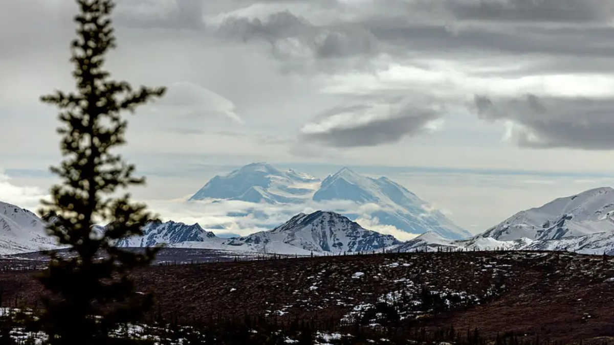 Snowy mountain landscape with a blurred pine tree in the foreground and snow-covered peaks under a cloudy sky.