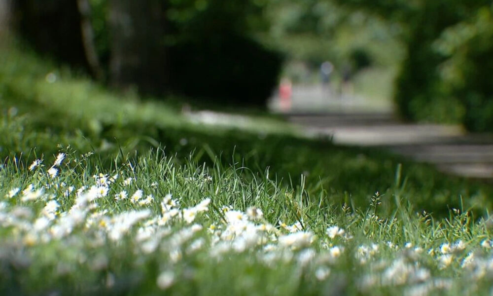 Close-up of white daisies and green grass along a sunlit park path, with a blurred walkway in the distance.