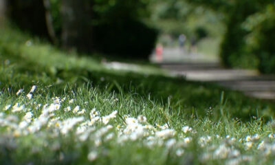 Close-up of white daisies and green grass along a sunlit park path, with a blurred walkway in the distance.