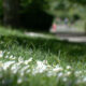 Close-up of white daisies and green grass along a sunlit park path, with a blurred walkway in the distance.