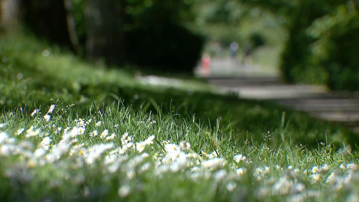 Close-up of white daisies and green grass along a sunlit park path, with a blurred walkway in the distance.