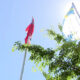 Three flags on tall poles fluttering above leafy green trees against a bright blue sky and sun glare.