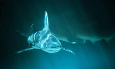 Underwater scene of a shark swimming toward the camera in blue-green ocean water, its long tail visible behind.