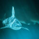 Underwater scene of a shark swimming toward the camera in blue-green ocean water, its long tail visible behind.