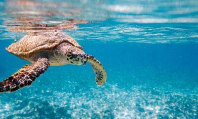 Sea turtle swimming underwater in clear blue ocean water, its flippers extended forward.