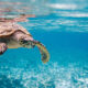 Sea turtle swimming underwater in clear blue ocean water, its flippers extended forward.