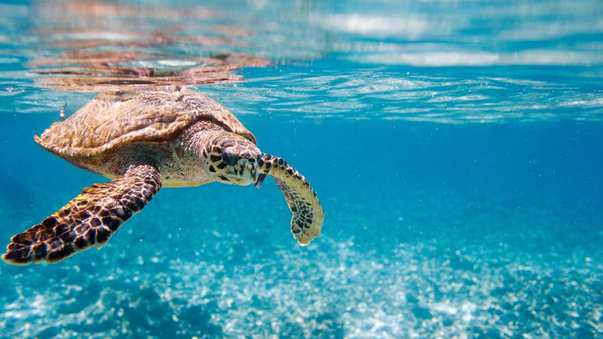 Sea turtle swimming underwater in clear blue ocean water, its flippers extended forward.