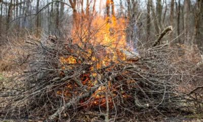 A large bonfire burning a heaped pile of branches in a forest clearing, flames bright orange behind tangled limbs.