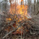 A large bonfire burning a heaped pile of branches in a forest clearing, flames bright orange behind tangled limbs.