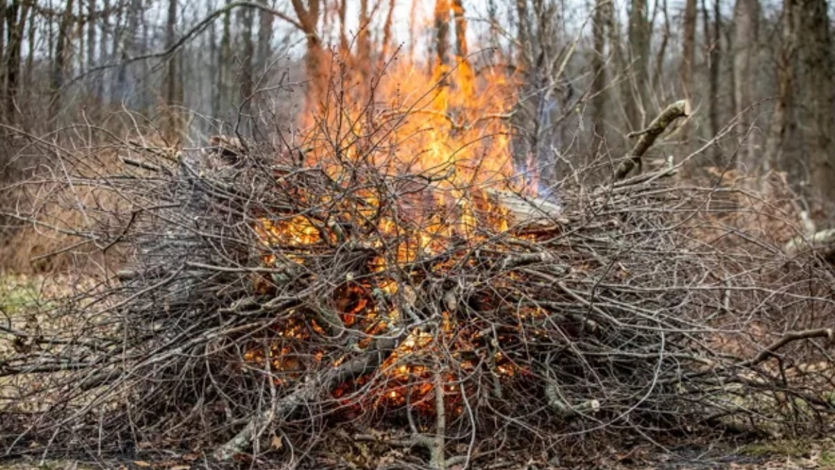 A large bonfire burning a heaped pile of branches in a forest clearing, flames bright orange behind tangled limbs.