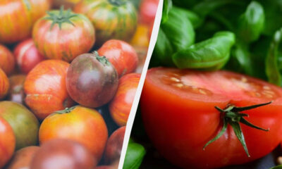 Two halves of a fresh tomato collage: left shows a pile of small heirloom tomatoes, right shows a sliced tomato with basil leaves in the background, separated by a diagonal divider.