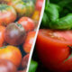 Two halves of a fresh tomato collage: left shows a pile of small heirloom tomatoes, right shows a sliced tomato with basil leaves in the background, separated by a diagonal divider.