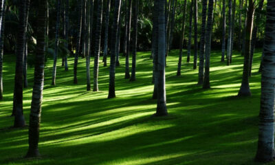 Sunlit row of palm trees casting long shadows on bright green grass.