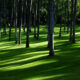 Sunlit row of palm trees casting long shadows on bright green grass.