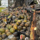 Watermelons and melons spilled across a highway after a crash, with a severely damaged truck on the right and emergency vehicles in the distance