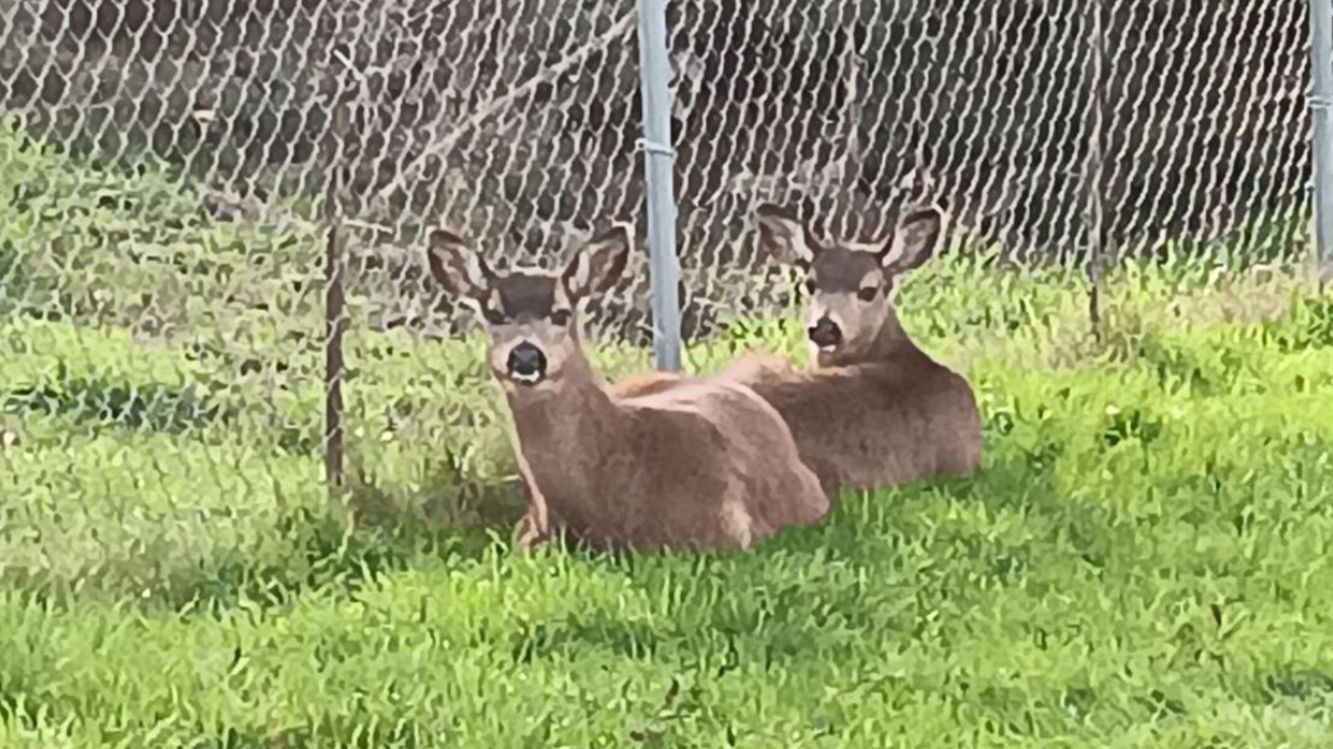 Two deer resting on grass beside a chain-link fence in a sunny yard.