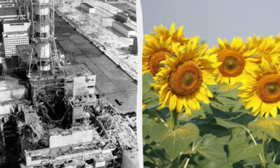 Split image showing destruction on the left (grayscale ruin of an industrial building) and bright sunflowers on the right against a blue sky, illustrating contrast between devastation and growth.
