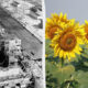 Split image showing destruction on the left (grayscale ruin of an industrial building) and bright sunflowers on the right against a blue sky, illustrating contrast between devastation and growth.