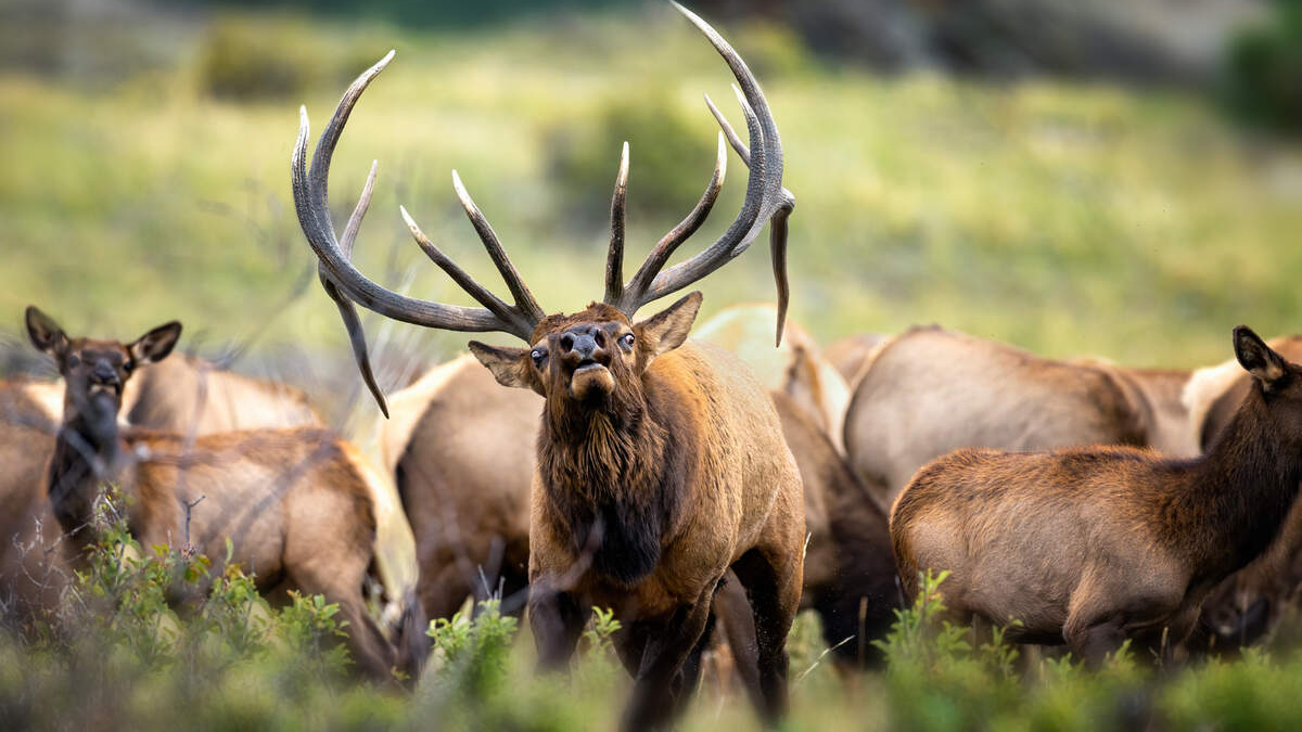 Male elk with large multi-tined antlers stands in a grassy meadow among a herd of elk, facing the camera.
