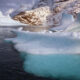 Icebergs float on turquoise water with a snow-covered mountain backdrop in a polar landscape.