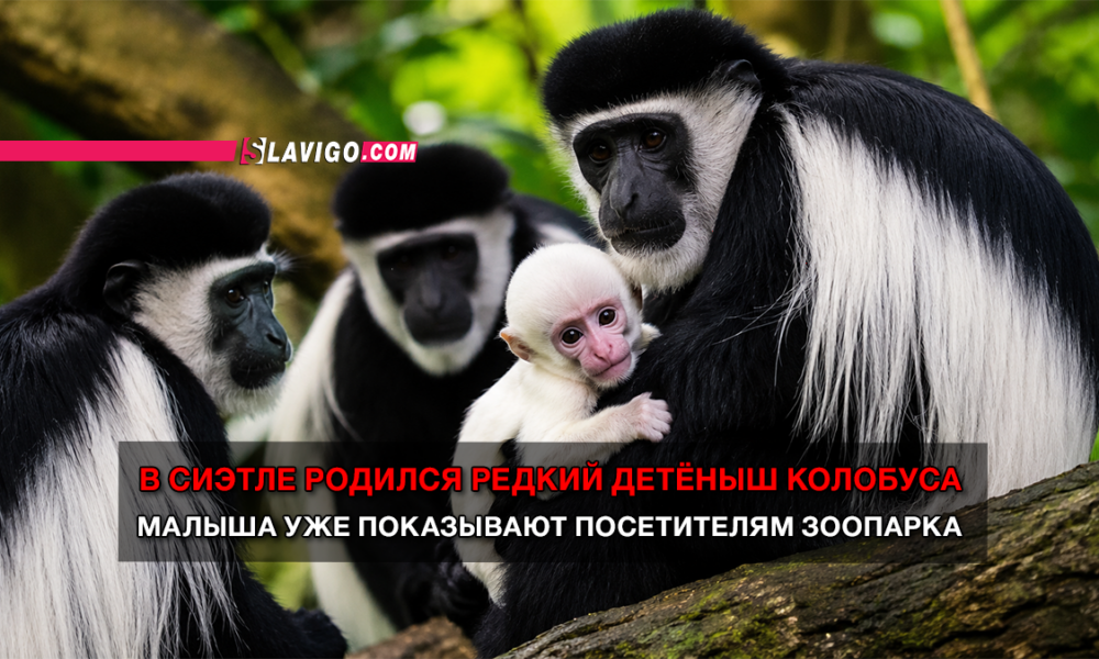 новости штата Вашингтон на slavigo.com