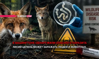 новости штата Вашингтон на slavigo.com
