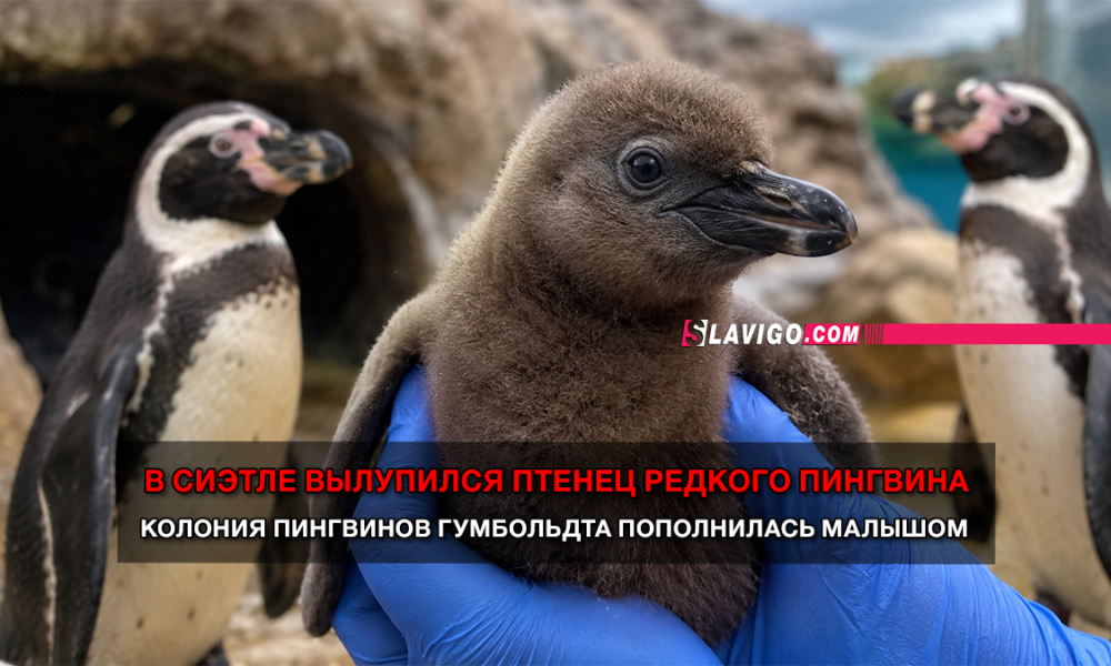 новости штата Вашингтон на slavigo.com