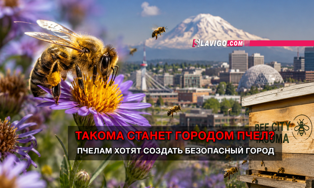 свежие новости сиетла только на slavigo.com