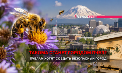 свежие новости сиетла только на slavigo.com