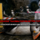 Dead penguin on rocks with a PPE-clad worker and a biohazard sign in the background; news banner references zoo penguin deaths.