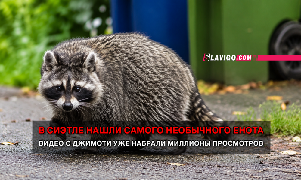 свежие новости сиетла только на slavigo.com