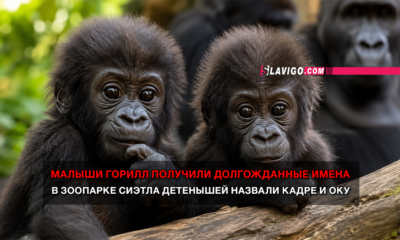 читай свежие новости Сиэтла и пригорода на slavigo.com