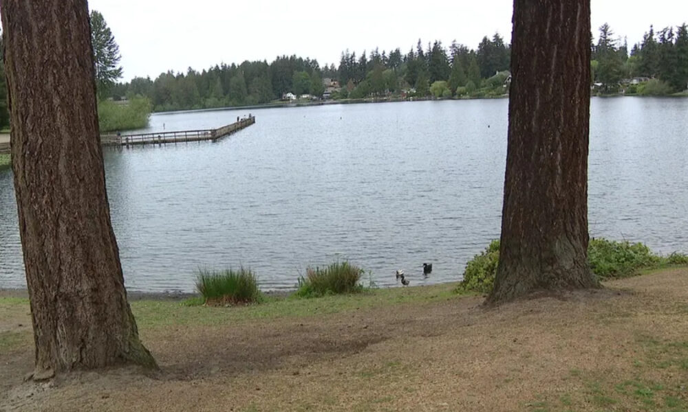 Lake scene seen between two large trees; a wooden dock extends into calm water with houses and forest in the background