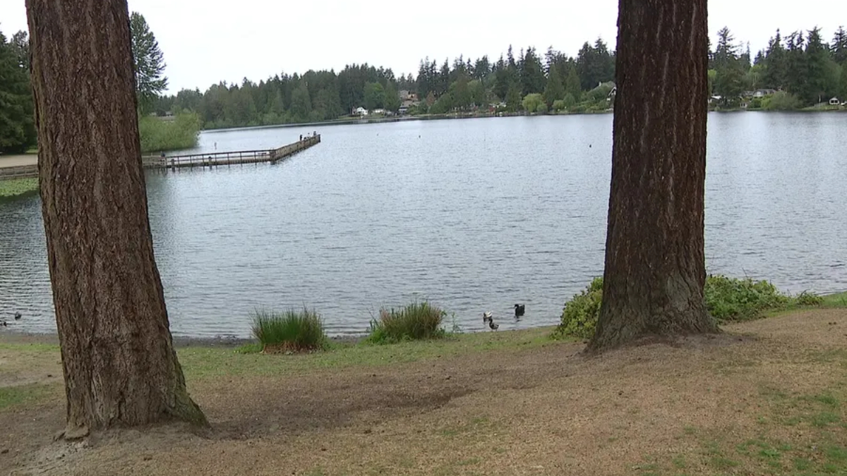 Lake scene seen between two large trees; a wooden dock extends into calm water with houses and forest in the background