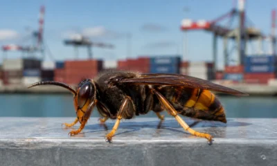 Close-up of a hornet on a metal railing with a blurred container port in the background.