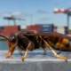 Close-up of a hornet on a metal railing with a blurred container port in the background.