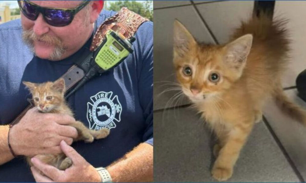 Two-panel image of an orange kitten: left panel shows a firefighter in sunglasses holding the kitten, right panel shows the kitten standing on a tiled floor and looking up.