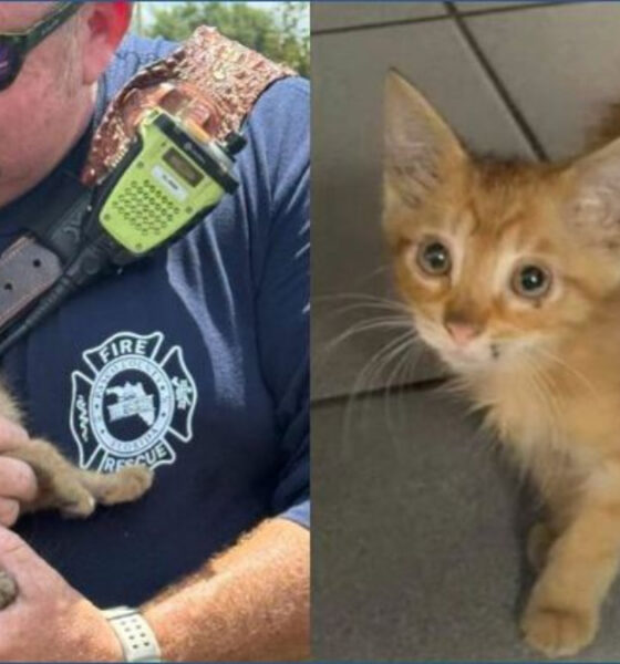 Two-panel image of an orange kitten: left panel shows a firefighter in sunglasses holding the kitten, right panel shows the kitten standing on a tiled floor and looking up.