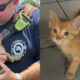 Two-panel image of an orange kitten: left panel shows a firefighter in sunglasses holding the kitten, right panel shows the kitten standing on a tiled floor and looking up.