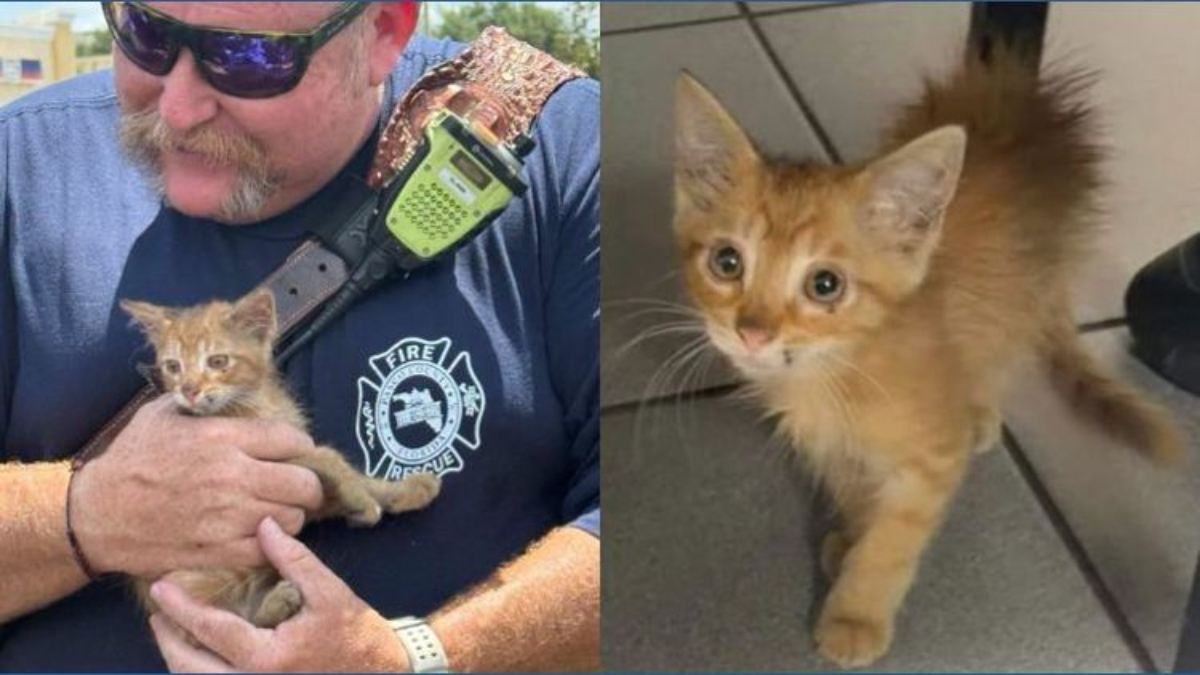 Two-panel image of an orange kitten: left panel shows a firefighter in sunglasses holding the kitten, right panel shows the kitten standing on a tiled floor and looking up.