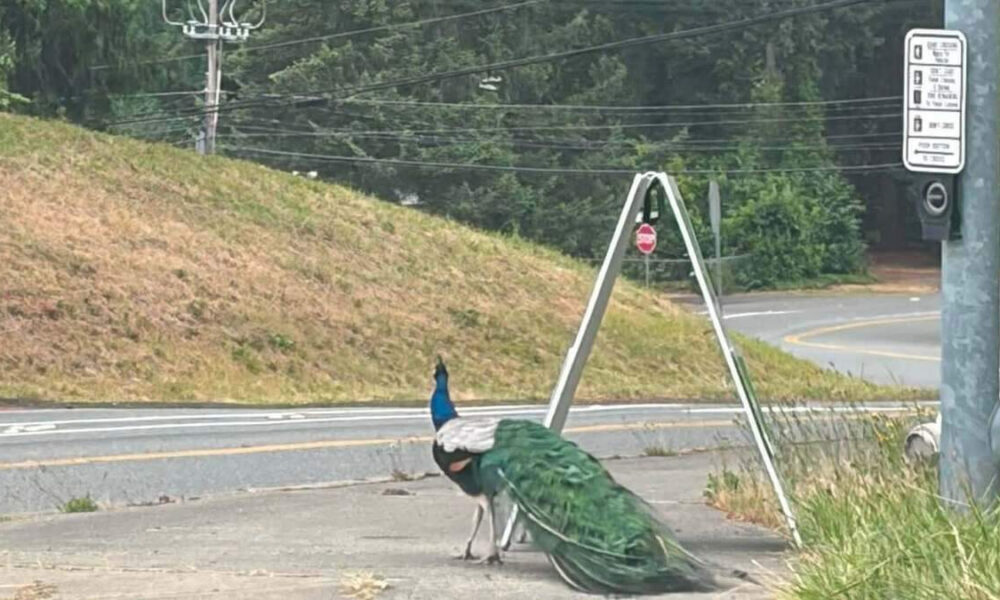 Peacock with iridescent green tail on a sidewalk beside a road, near a metal A-frame structure and a signpost in the background.