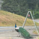 Peacock with iridescent green tail on a sidewalk beside a road, near a metal A-frame structure and a signpost in the background.